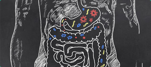 gut bacteria balance